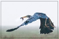 405 - PURPLE HERON WITH PREY - MAJUMDAR TAPAS - india <div